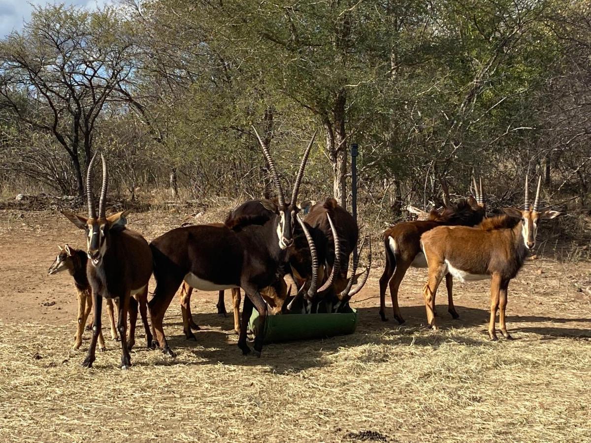 African Dream Tour Hoedspruit Exterior foto